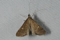 Dolicharthria punctalis