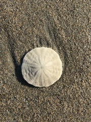 Echinarachnius parma