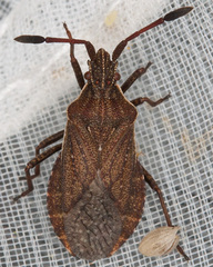 Ulmicola spinipes