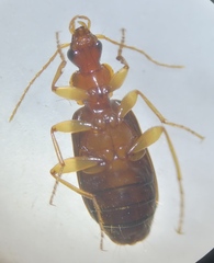 Dromius