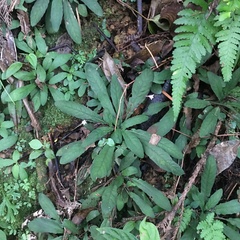 Staurogyne concinnula