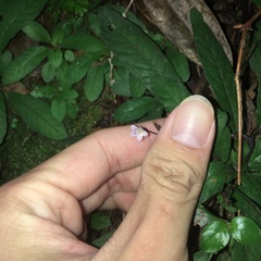 Staurogyne concinnula