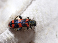 Trichodes alvearius