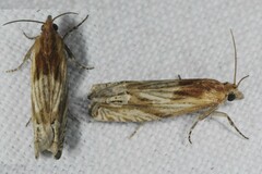 Eucosma