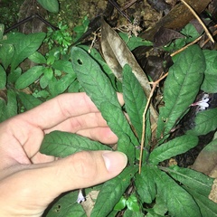 Staurogyne concinnula