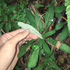 Staurogyne concinnula