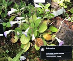 Primulina spadiciformis