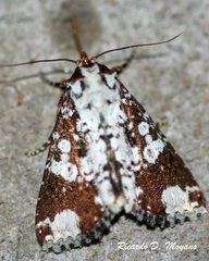 Condica mimica