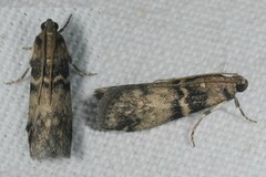 Euzophera pinguis