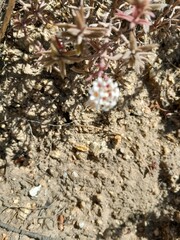 Crassula pruinosa