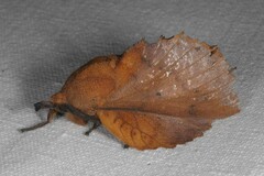 Gastropacha quercifolia