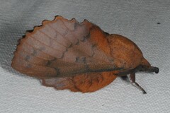 Gastropacha quercifolia