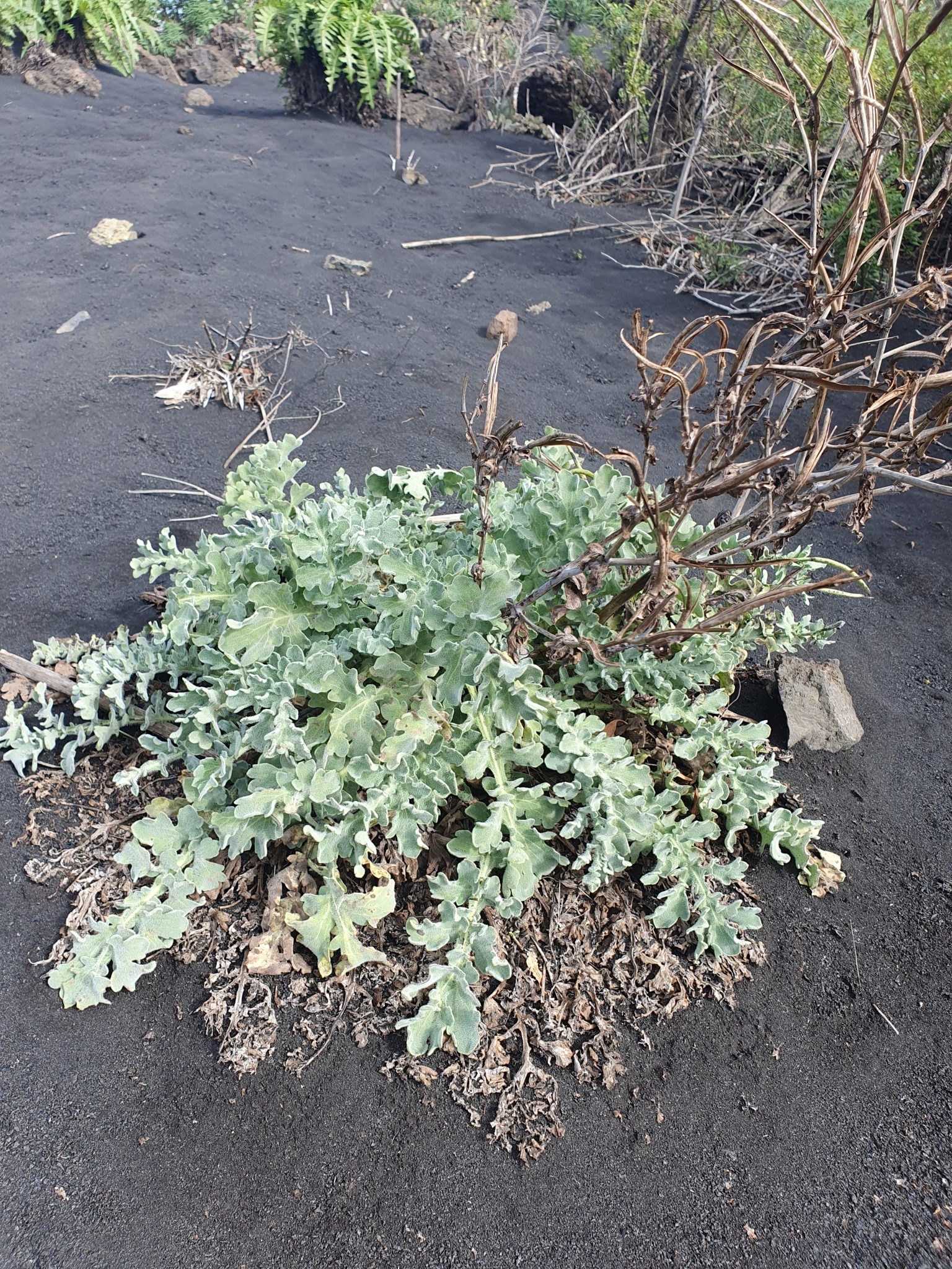 Adormidera marítima
