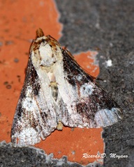 Condica imitata