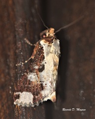 Condica imitata