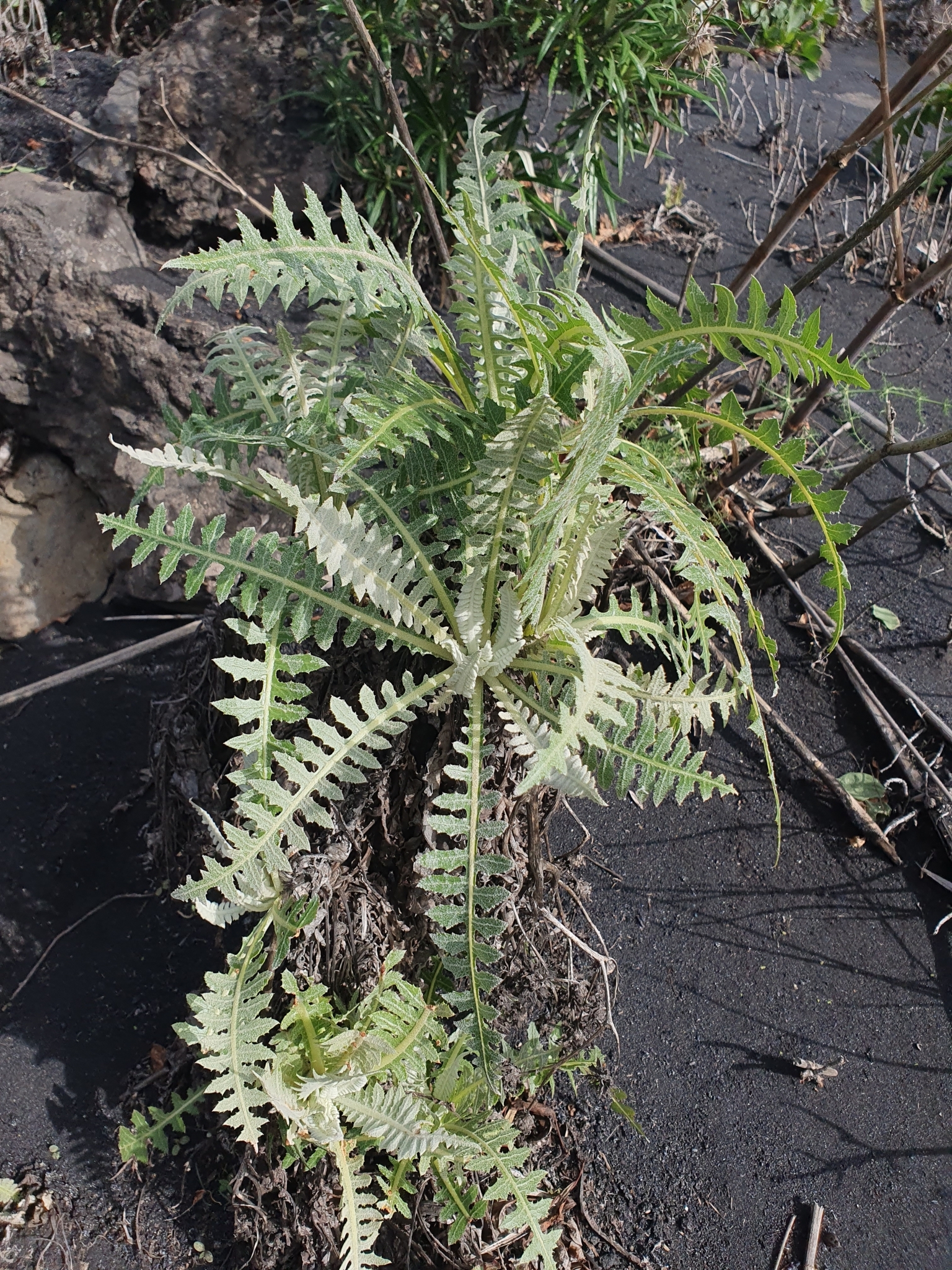 Lechuga