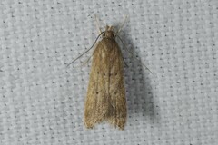 Helcystogramma lutatella