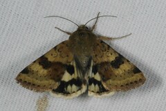 Heliothis viriplaca
