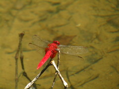 Crocothemis servilia