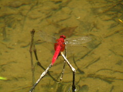 Crocothemis servilia