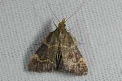 Hypsopygia rubidalis