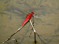 Crocothemis servilia