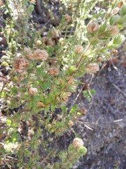 Cliffortia polygonifolia