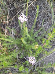 Aspalathus cephalotes