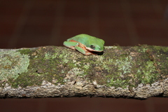 Pithecopus hypochondrialis