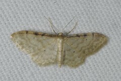 Idaea fuscovenosa