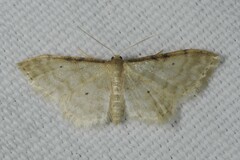 Idaea fuscovenosa