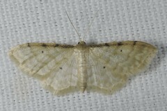 Idaea fuscovenosa