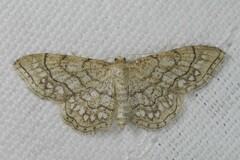 Idaea moniliata