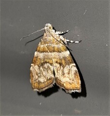 Choreutis periploca