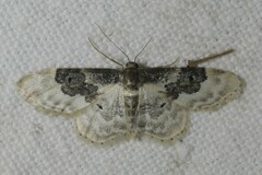 Idaea rusticata