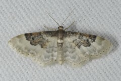 Idaea rusticata