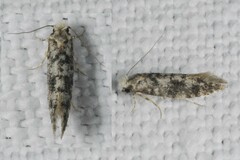 Infurcitinea