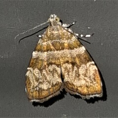 Choreutis periploca