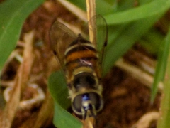 Betasyrphus