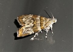 Choreutis periploca