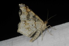 Macaria alternata
