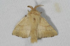 Malacosoma neustria