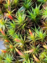 Polytrichum juniperinum