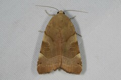 Noctua fimbriata