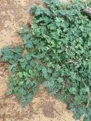 Glandularia quadrangulata