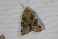 Noctua fimbriata