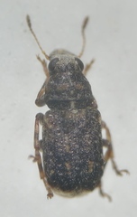 Dissoleucas niveirostris