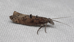 Ypsolopha horridella