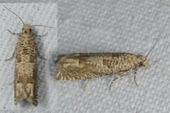 Pelochrista caecimaculana