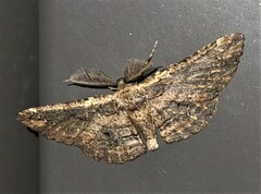 Pholodes sinistraria